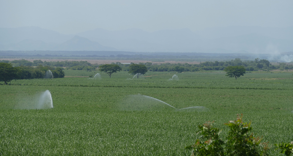 Plantaciones de caña en el municipio de Chinandega. El cultivo de caña requiere grandes cantidades de agua, sobre todo en épocas secas.
