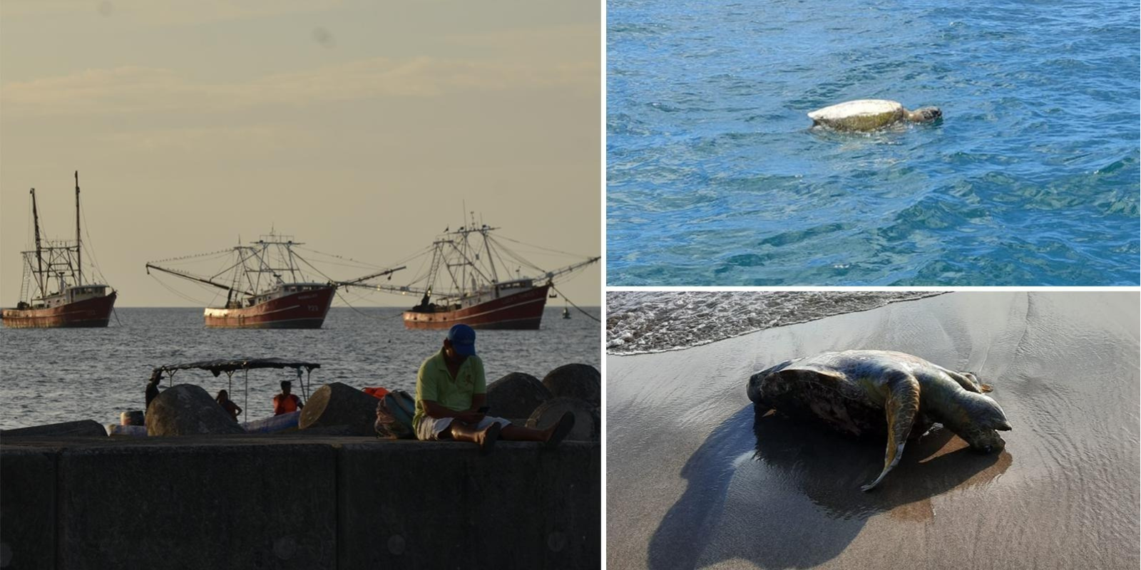 Una flota de al menos 15 barcos pesqueros similares a los de la imagen, han sido vistos por pescadores sanjuaneños faenado en el pacífico sur. A la derecha cadáveres de tortugas empiezan a descomponerse