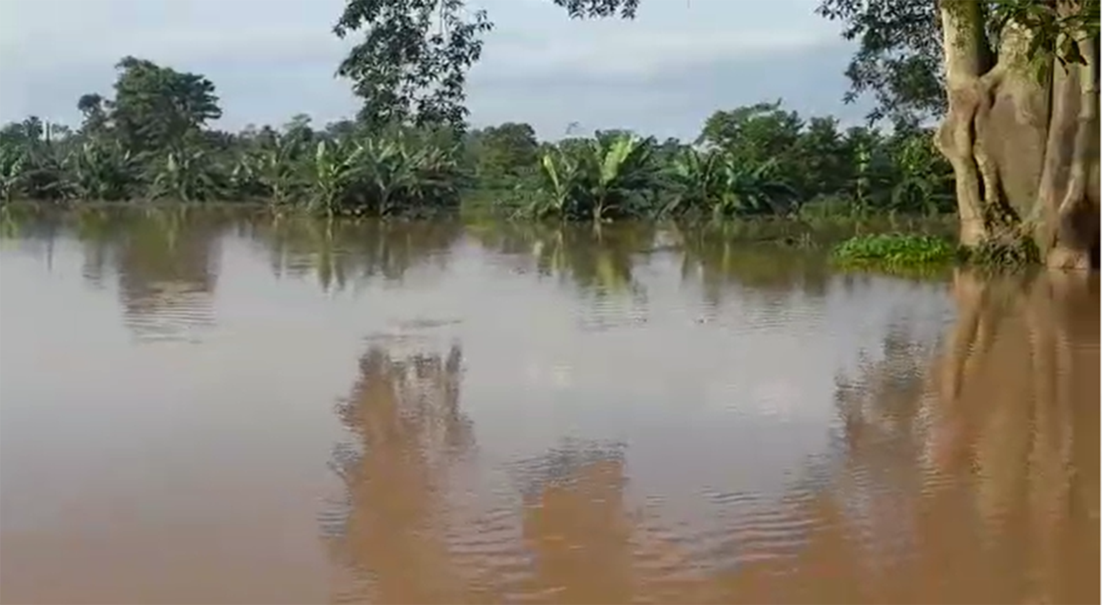Extensas áreas de cultivos de arroz de las comunidades de Sang Sang, Kitaski y San Esquilas en Territorio Li Lamni y Siksa Yari, en el territorio de Kipla Sait Tasbaika Kum en el alto Wangki quedaron bajo agua.