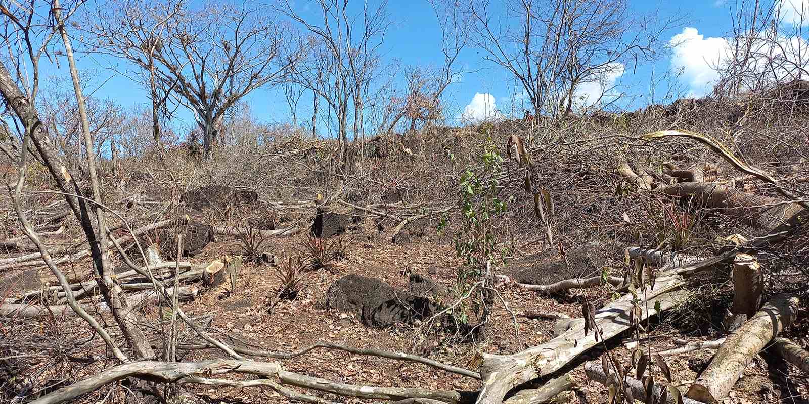 Según datos de la Fundación del Río, a la fecha Nicaragua ha perdido aproximadamente el 31% de sus áreas boscosas y sigue deforestando a un ritmo de 2.56% anual.