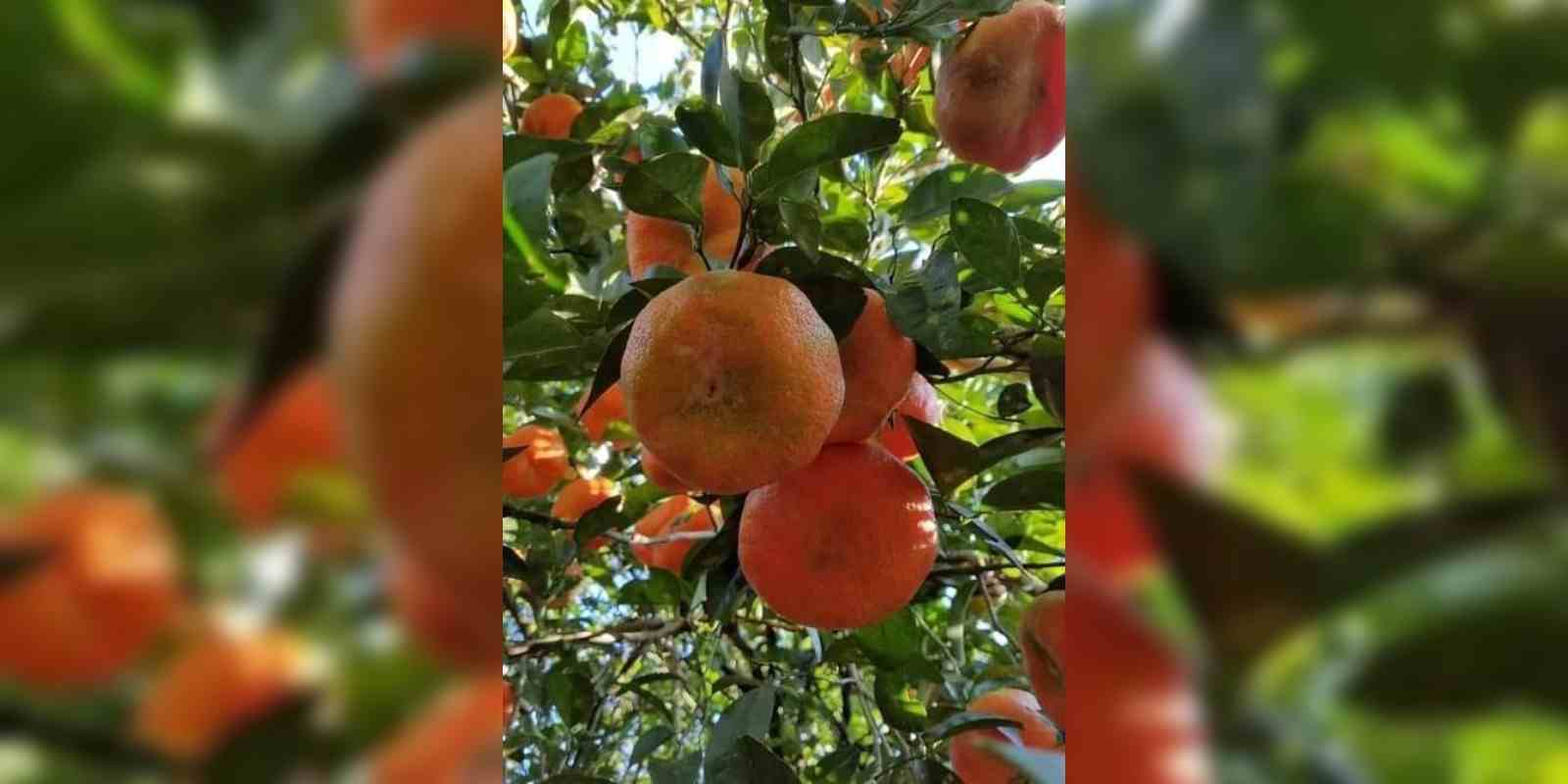 A pesar de la plaga del "dragón amarillo" y los altos costos de los insumos, algunos productores intentan sostener la cosecha de mandarinas.