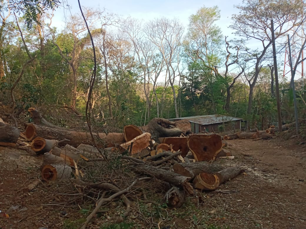 Gran parte de los bosques en el Pacífico de Nicaragua han sido destruidos. En la imagen, un gran árbol de guanacaste fue talado para dar espacio a una casa.
