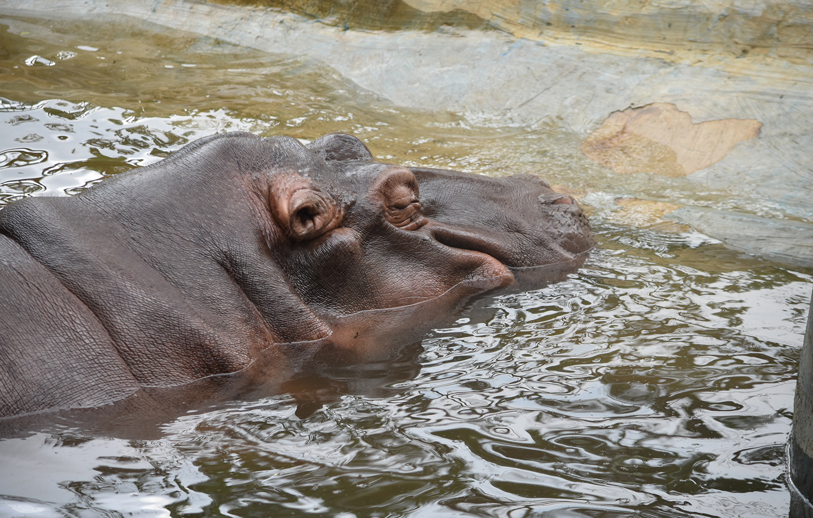 “Fátima” es una joven hipopótama que llegó de manera fortuita al zoológico hace ya cuatro años.