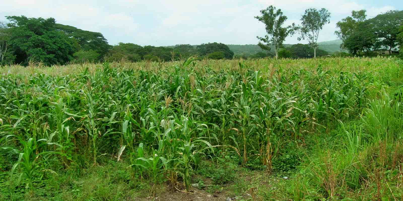 La siembra de maíz y frijoles es una de las alternativas de subsistencia para familias campesinas.