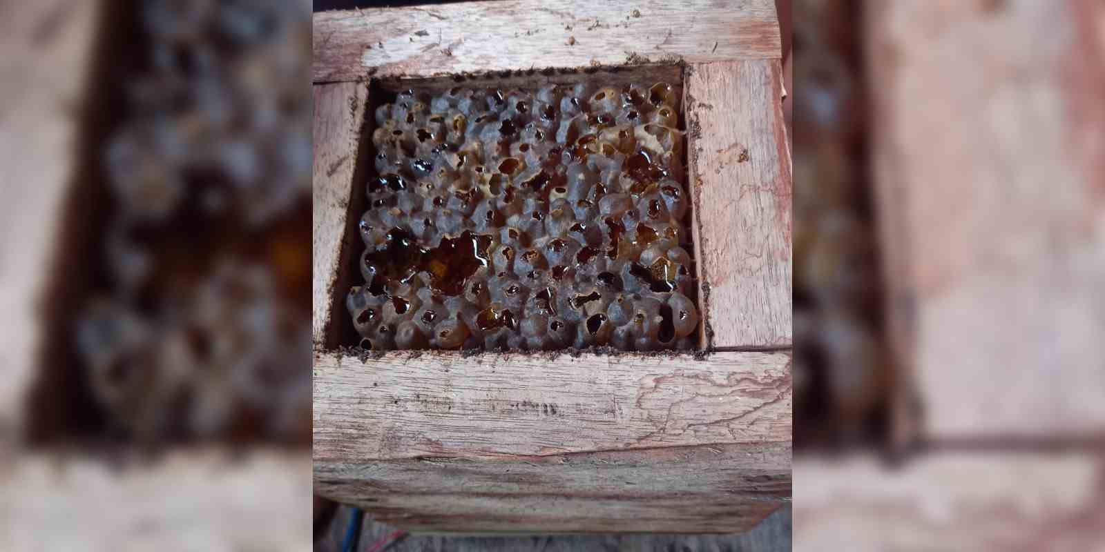 Caja tecnificada de abejas al cuido de la familia López Morán.
