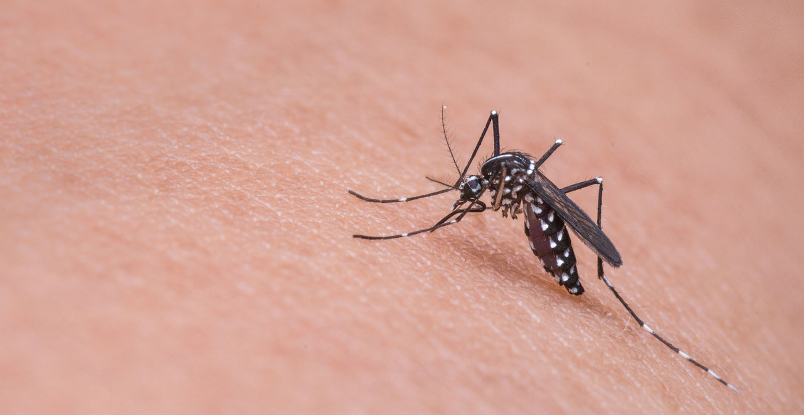 Aedes aegypti, el mosquito que transmite el dengue