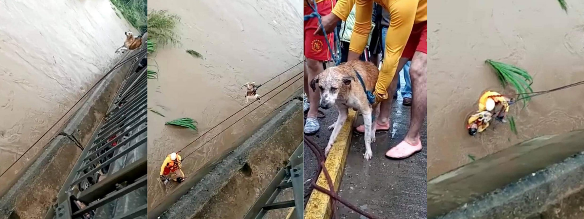 Un perro es rescatado en el Río Aguán, por el Cuerpo de Bomberos de Honduras
