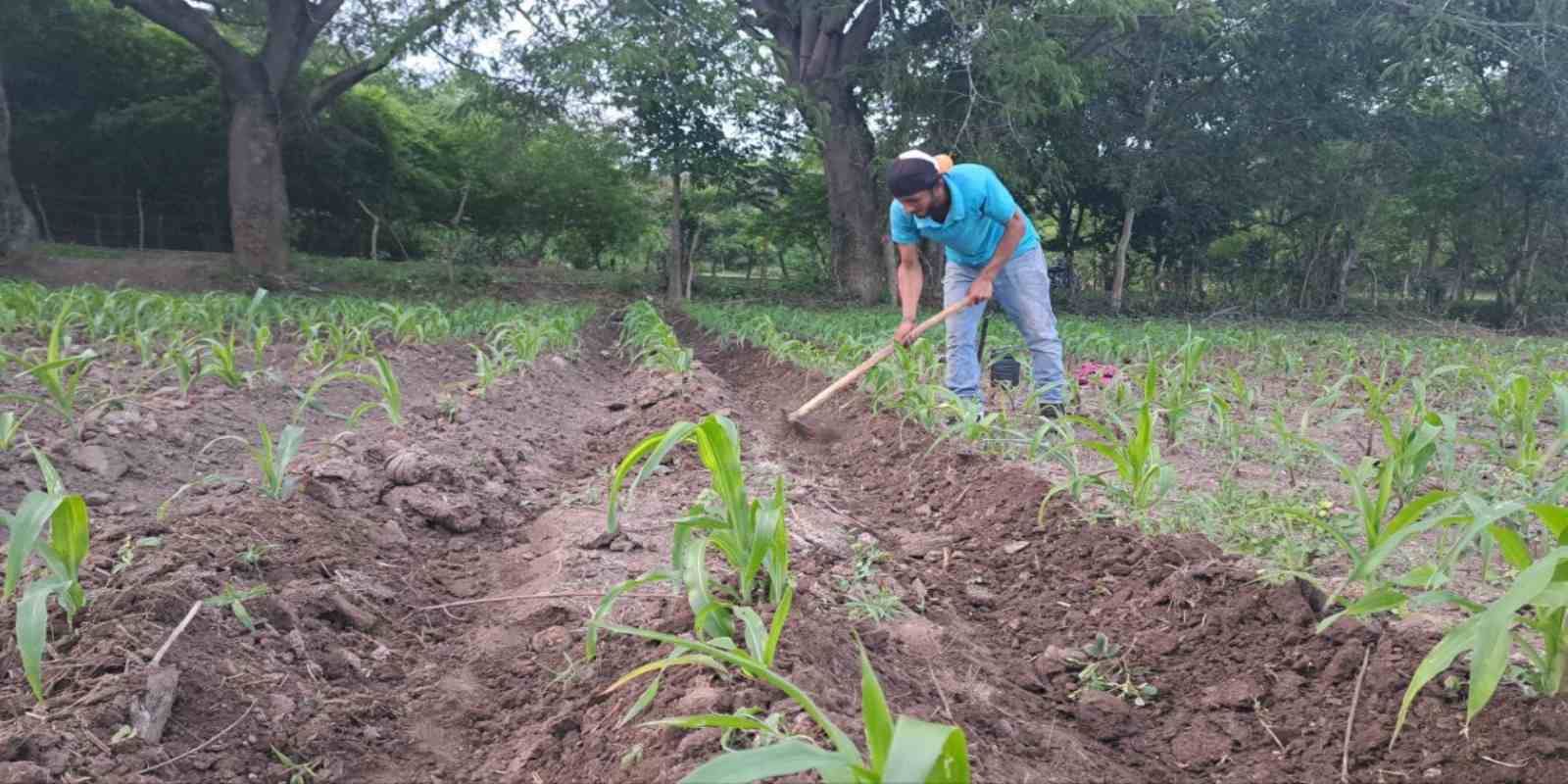 Los productores consultados se muestran positivos en los resultados de la siembra de primera y esperan que el fenómeno de El Niño no tenga mayores efectos en las siembras posteriores.