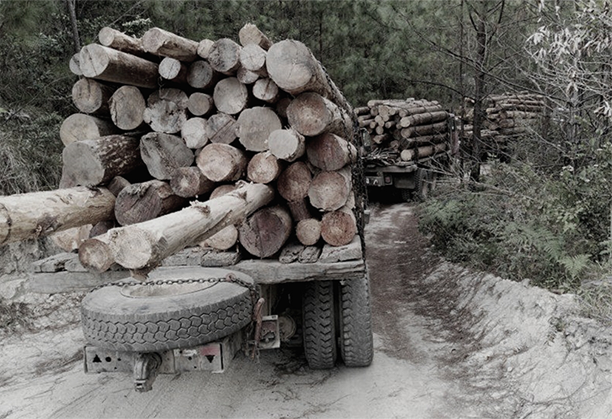 Suspensión de veda forestal: Quiénes se benefician y cuáles son las consecuencias