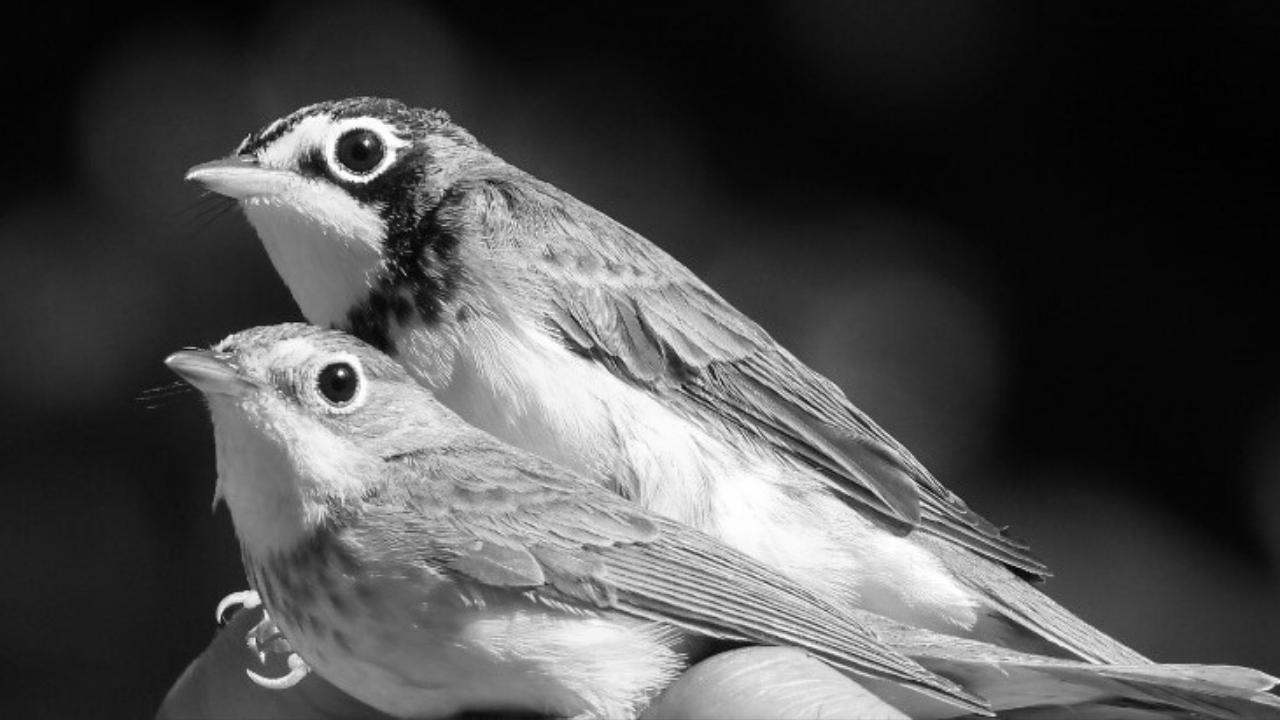 Día Mundial de Aves Migratorias: Canta, vuela y elevate