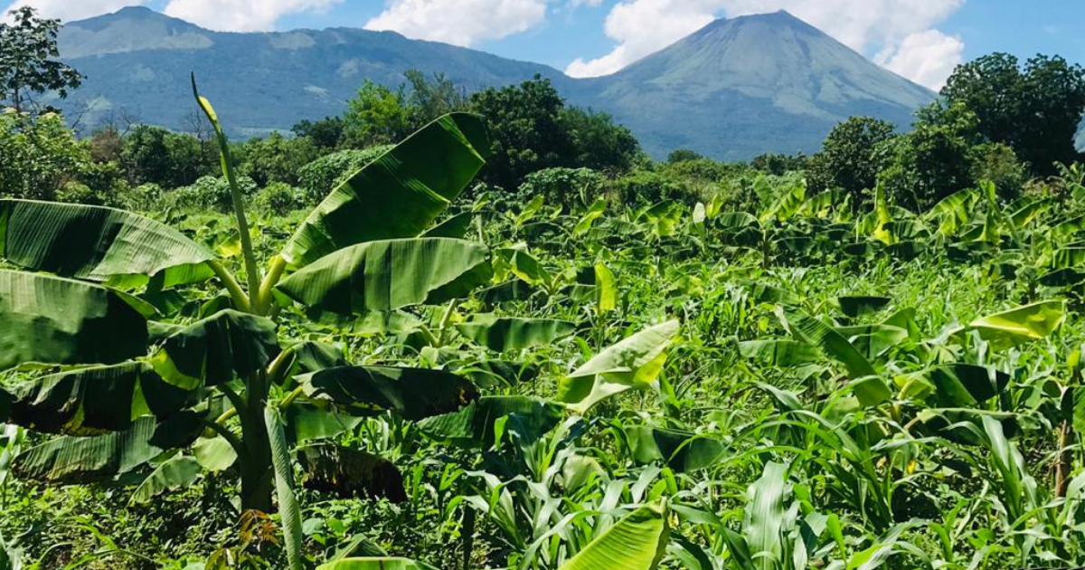 Acaparamiento de tierras afecta a las mujeres