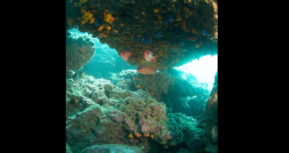 Los arrecifes de coral son hábitats de cientos de especies de peces, moluscos, cefalópodos, entre otros animales marinos. Fotografía/Fabio Buitrago