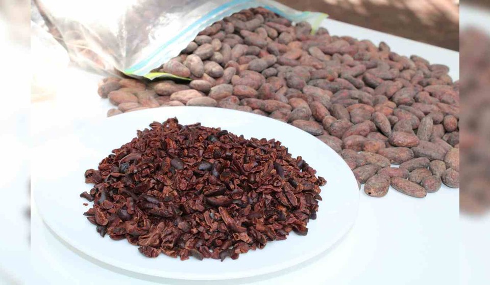  Productores de cacao trabajan para aumentar exportaciones de los próximos años