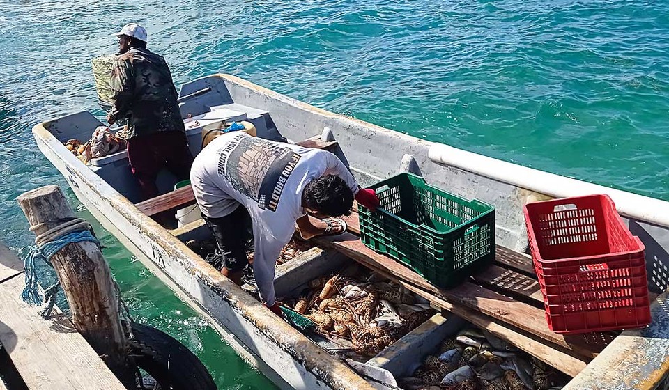  Pescadores desesperados por baja producción de langosta en los Cayos Miskitos