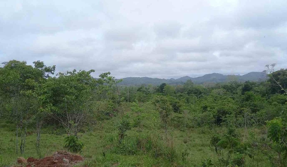  Habitantes del municipio de El Castillo alarmados ante posible expansión de cultivo de palma africana