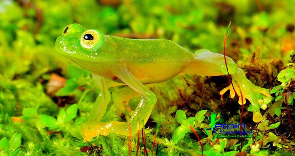 Anfibios: esta es una rana de cristal que tiene la piel transparente y algunos de sus órganos internos pueden verse. En Nicaragua se encuentran en los bosques lluviosos como Bosawas e Indio Maíz. Las salamandras también forman parte de los anfibios. Fotografía / Milton Salazar