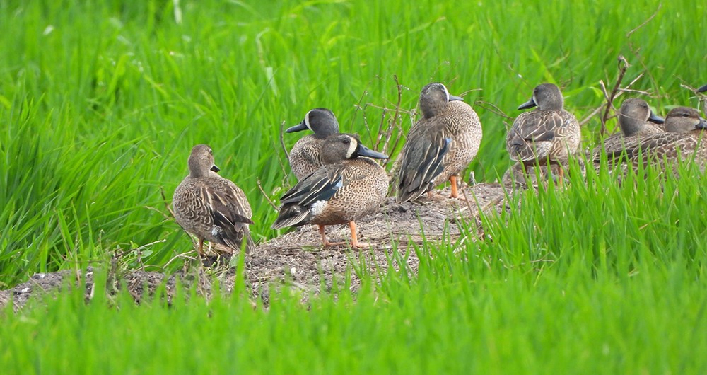 Spatula discors-Cerceta Aliazul o patos migratorios, muchas veces afectados por la caza ilegal.