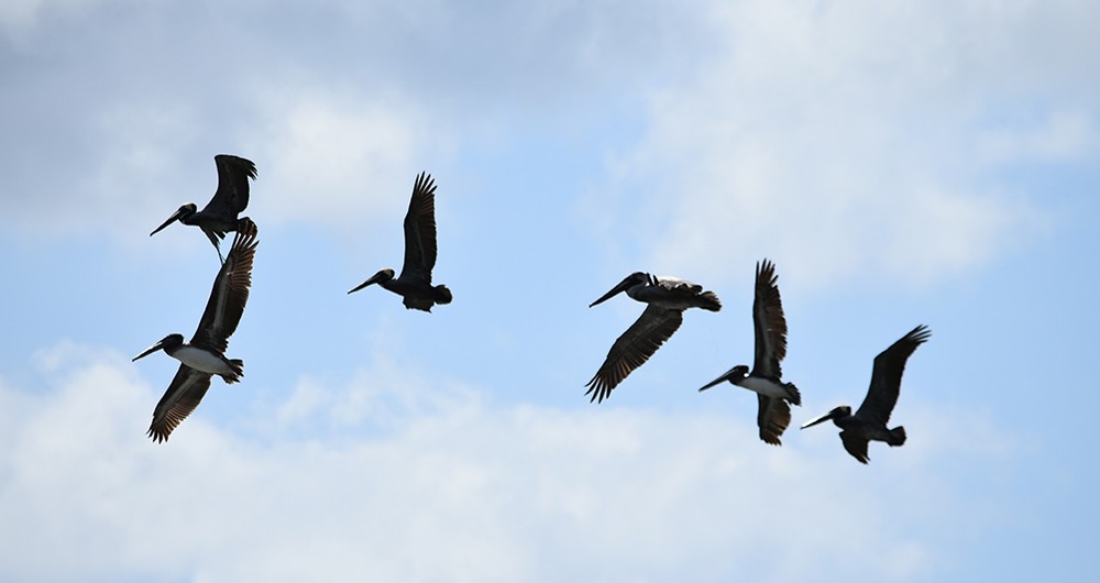 Pelicanos vuelan haciendo piruetas en el cielo