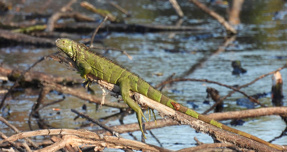 Reptiles terrestres: esta es una iguana verde tomando sol en el humedal del Guayabo en Granada. En Nicaragua se conocen aproximadamente 200 especies de reptiles que incluye animales como el garrobo, el cocodrilo, las serpientes, los gekos, tortugas de mar y tierra. Fotografía / Grupro Quetzallí