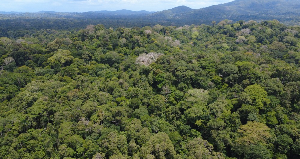 No obstante, de acuerdo a la Fundación del Río, el 51% del área que conforma el Refugio de Vida Silvestre Río San Juan, aún se conserva intacto. Fotografía / Fundación del Río