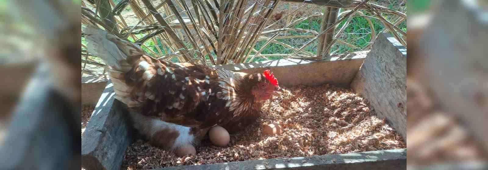  Familia productora de huevos en El Castillo, aspira a ser proveedora de la comunidad