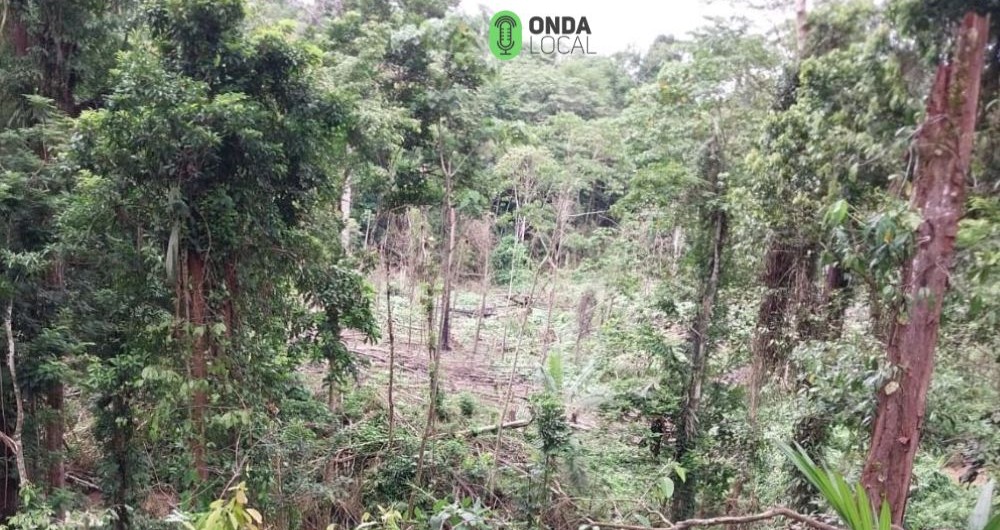 La minería ilegal trajo a personas que invaden la reserva para vivir. Esta área fue despalada para sembrar verduras por una familia de invasores que llegaron con el auge de la minería hace dos años.