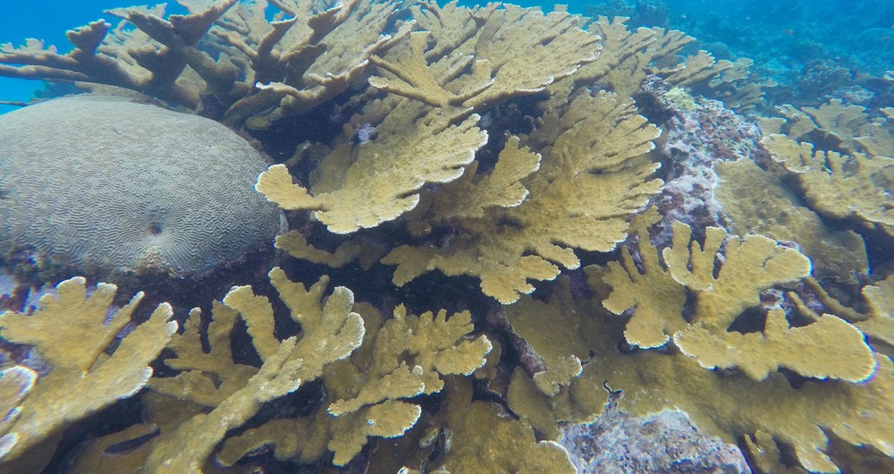 Coral Cuerno de Alce fotografiado en Litle Corn Island. Fotografía/Fabio Buitrago