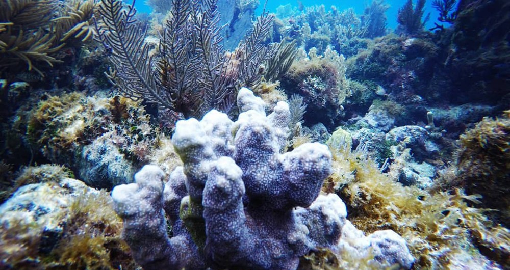 En Nicaragua hay reservas de arrecifes de coral en la Costa Caribe Norte y Sur, esta foto corresponde a los arrecife de la Isla del Maíz (Corn Island) en la Costa Caribe Sur. Fotografía / Nahum Torrez.