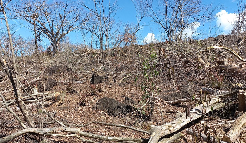  Construcción de bodega tabacalera genera gran despale cerca del río El Dorado y afecta a comunidades estelianas