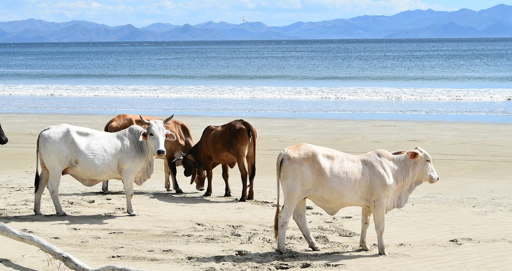 Habitantes de Ostional también se dedican a la crianza de ganado, por eso es común ver a las vacas paseándose por la arena de la playa