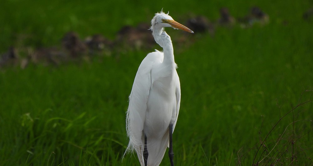 Ardea alba o Garza Blanca. Los censos de aves comenzaron a realizarse en 2014.