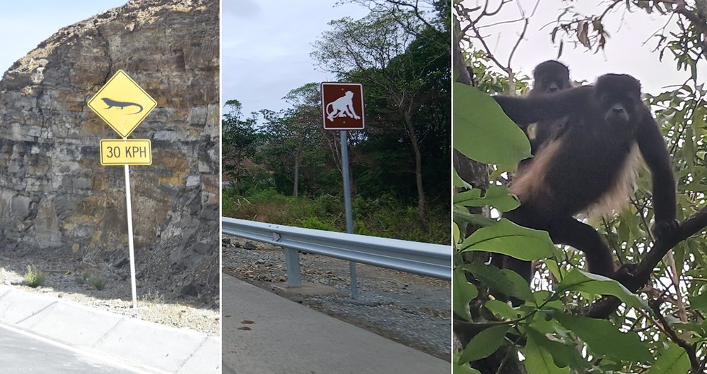 Uno de los mayores impactos ambientales es la fragmentación del hábitat de las especies de fauna silvestre de la zona. Foto: Onda Local