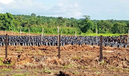 Cultivo de palma africana: más afectaciones que beneficios para El Castillo advierten pobladores