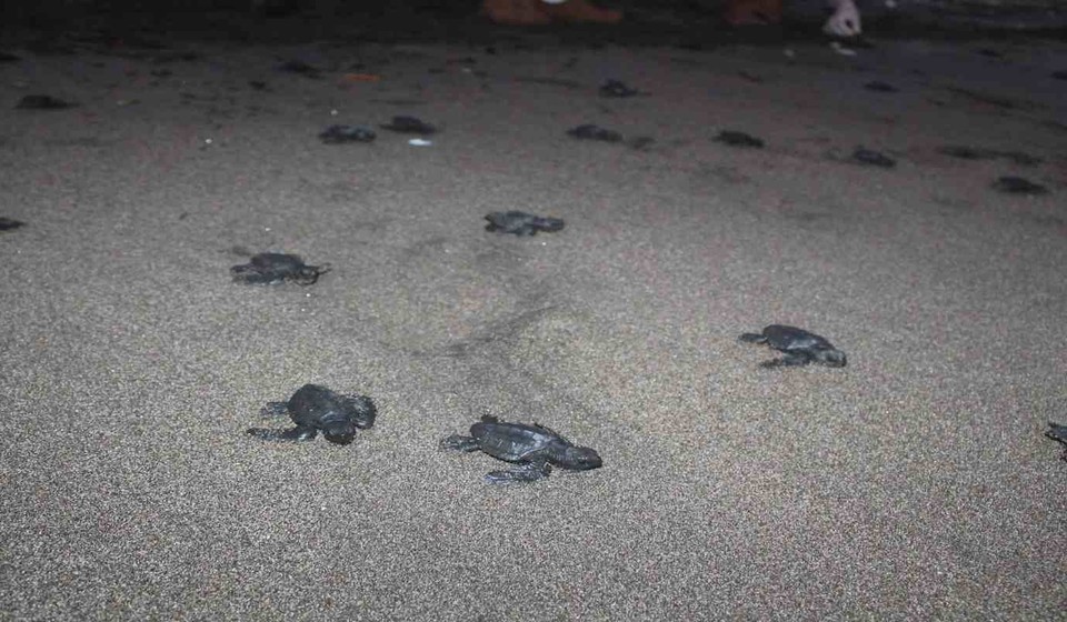  Iniciativas para cuido de tortugas marinas están condicionadas en Léon
