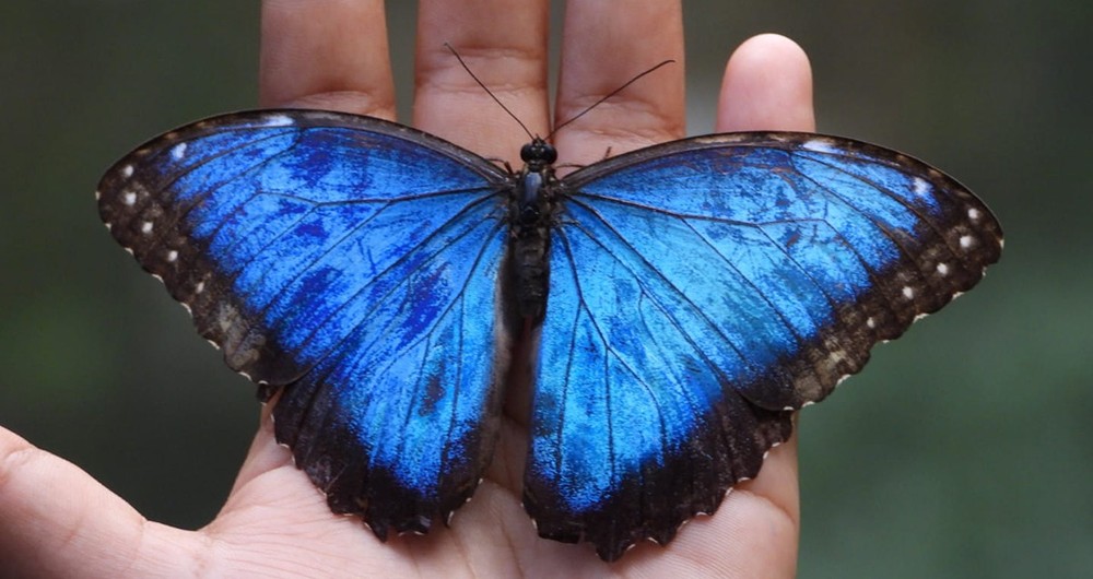 Insectos: esta es una especie de mariposa morfo, una de las más grande de la región llegar a medir hasta 15 centímetros. Su color azul metálico la hacen muy llamativas. En Nicaragua se conocen aproximadamente 10 mil especies de insectos, según datos del Marena.